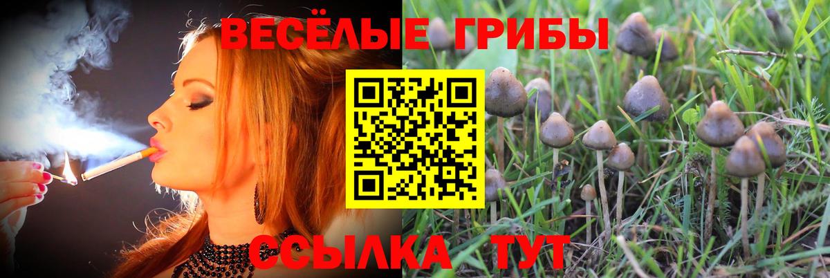 Псилоцибиновые грибы Cubensis Кызыл